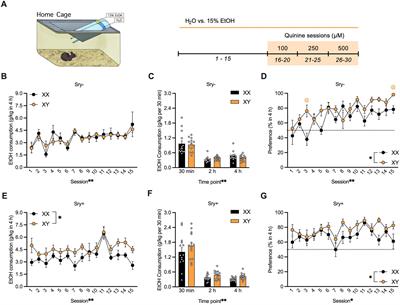 Sex chromosome and gonadal hormone contributions to binge-like and aversion-resistant ethanol drinking behaviors in Four Core Genotypes mice